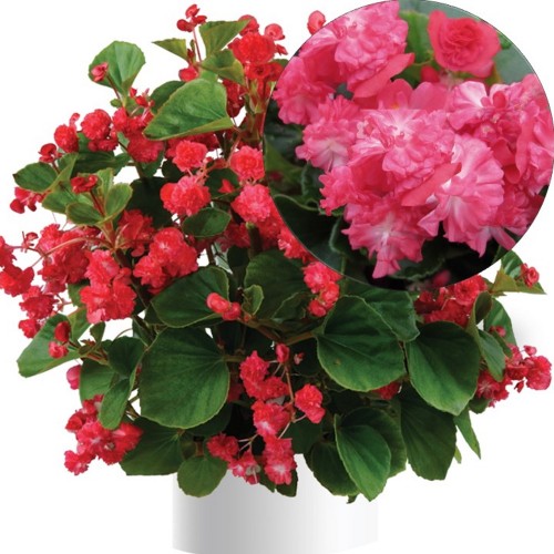 Begonia semperflorens 'Paso Doble Cherry Red' - Alatiõitsev begoonia 'Paso Doble Cherry Red'